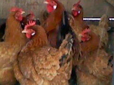 OPG Jakov Vrkljan   prima naruđbe za piliće Hrvatice