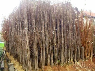 VOCNE SADNICE - svih sorti