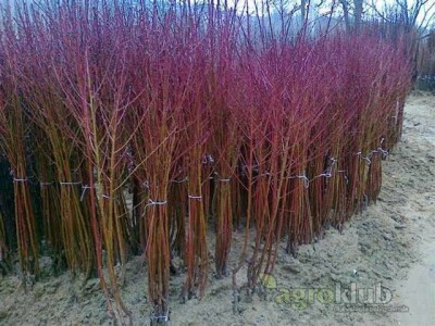 VOCNE SADNICE - svih sorti