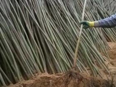 Paulovnija-Pavlovo drvo