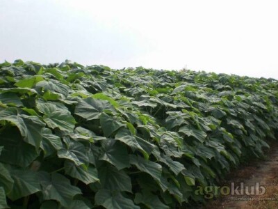 Paulovnija-Pavlovo drvo