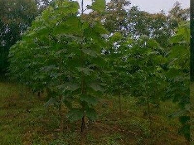 Paulovnija-Pavlovo drvo