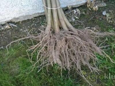 Paulovnija-Pavlovo drvo