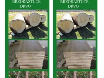 Paulovnija-Pavlovo drvo