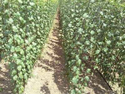 Veliki asortiman vocnih sadnica