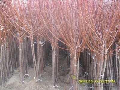 Veliki asortiman vocnih sadnica