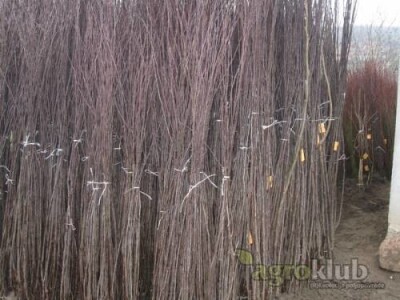 Veliki asortiman vocnih sadnica