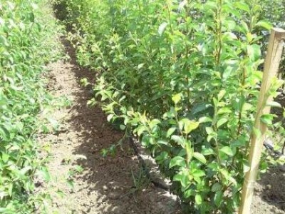 Veliki asortiman vocnih sadnica