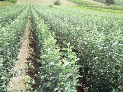 Veliki asortiman vocnih sadnica