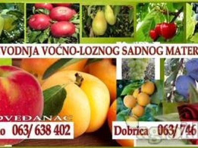 Veliki asortiman vocnih sadnica