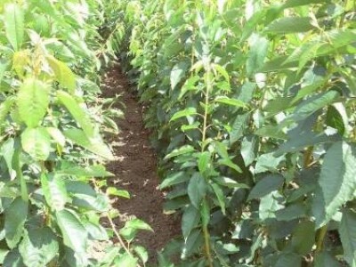 Veliki asortiman vocnih sadnica