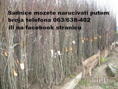 Veliki asortiman vocnih sadnica