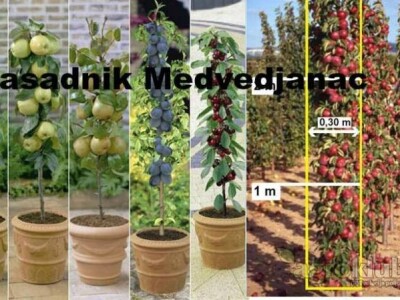 Veliki asortiman vocnih sadnica