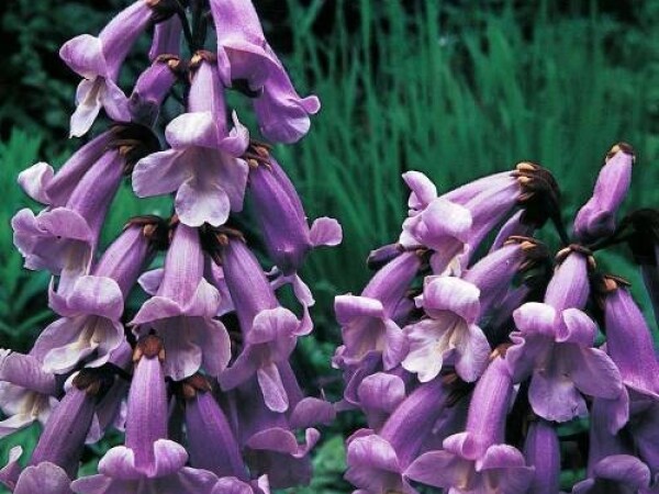 Paulovnija tomentosa - sjeme