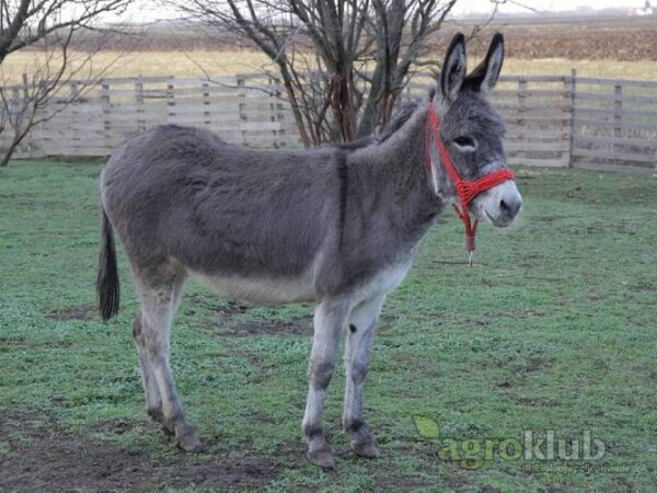 Magarci,Podolsko govedce i Bivolice