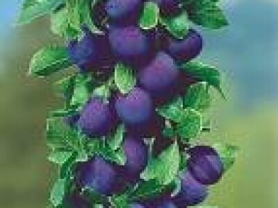 Stubasto i patuljasto voce