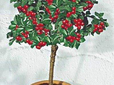 Stubasto i patuljasto voce