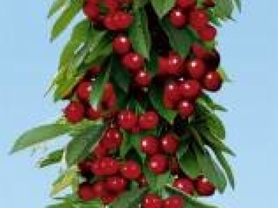 Stubasto i patuljasto voce