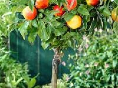 Stubasto i patuljasto voce