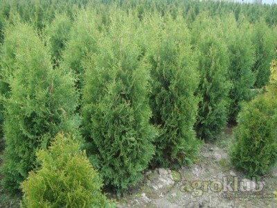 Tuje Smaragd i tuje Columna