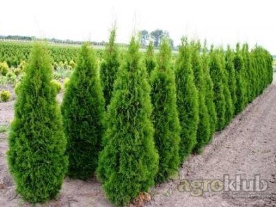 Tuje Smaragd i tuje Columna