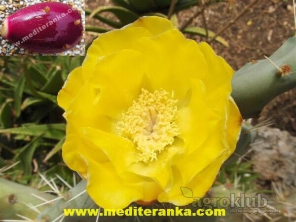 Opuncija Indijska smokva - sjeme i reznice