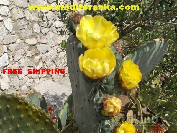 Opuncija Ellisiana Cacanapa