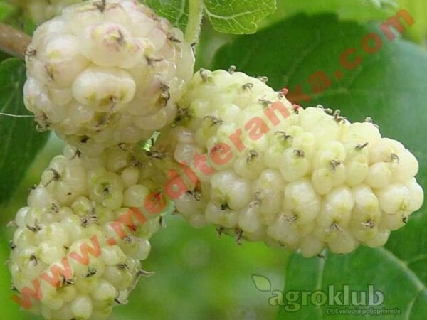 Bijela murva - sjeme