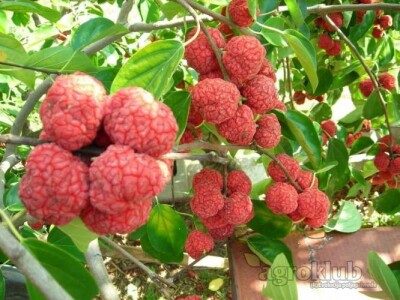 Kineski Dud-CHE SEEDLESS-Cudrania Tricuspidata