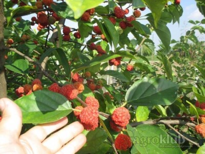 Kineski Dud-CHE SEEDLESS-Cudrania Tricuspidata