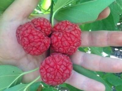 Kineski Dud-CHE SEEDLESS-Cudrania Tricuspidata