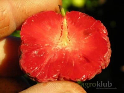 Kineski Dud-CHE SEEDLESS-Cudrania Tricuspidata