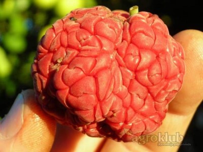 Kineski Dud-CHE SEEDLESS-Cudrania Tricuspidata