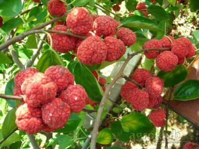 Kineski Dud-CHE SEEDLESS-Cudrania Tricuspidata