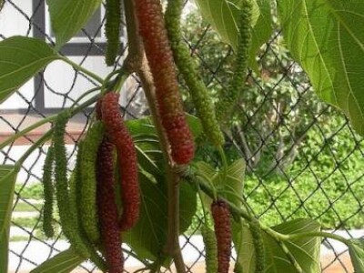 Pakistanski Dud-Morus Alba Pakistan