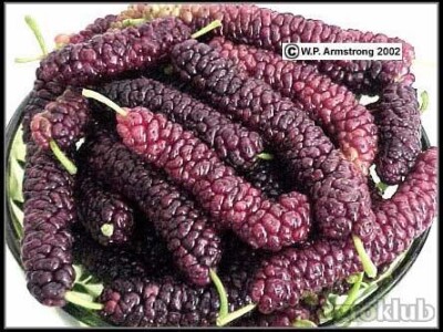 Pakistanski Dud-Morus Alba Pakistan