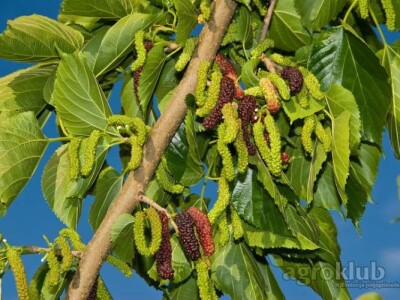 Pakistanski Dud-Morus Alba Pakistan