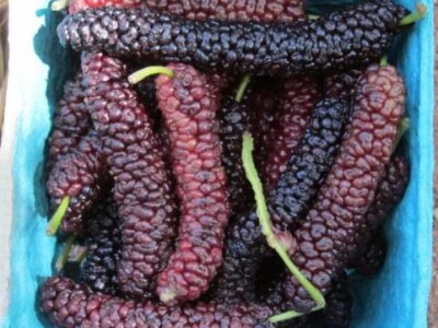 Pakistanski Dud-Morus Alba Pakistan