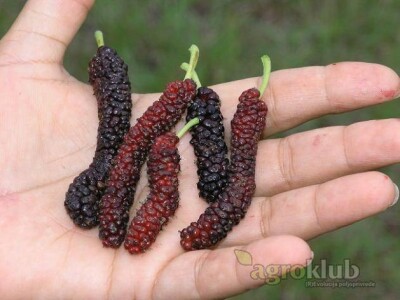 Pakistanski Dud-Morus Alba Pakistan