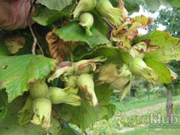 Prodaja sadnica lješnjaka