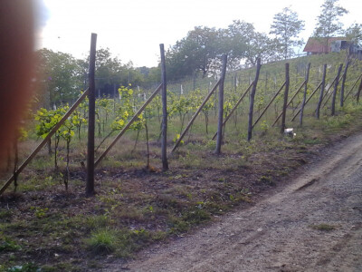 Vinograd, poljoprivredno zemljište, agroturizam: Zelina, Žitomir, 6950 m2