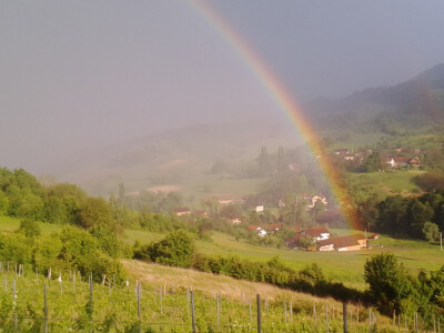 Vinograd, poljoprivredno zemljište, agroturizam: Zelina, Žitomir, 6950 m2