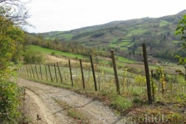 Vinograd, poljoprivredno zemljište, agroturizam: Zelina, Žitomir, 6950 m2
