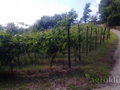 Vinograd, poljoprivredno zemljište, agroturizam: Zelina, Žitomir, 6950 m2