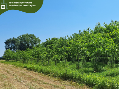 5.5 ha voćnjaka, 1500 stabala oraha, EKO OPG, osigurane polj.potpore