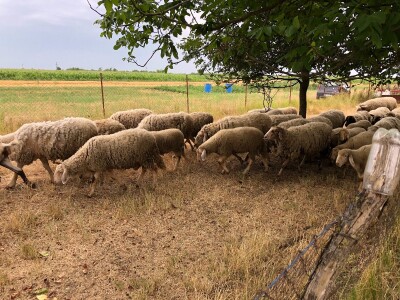 Prodajem ovce i koze mesovite sorte!!!! Cena vise nego povoljna!!!