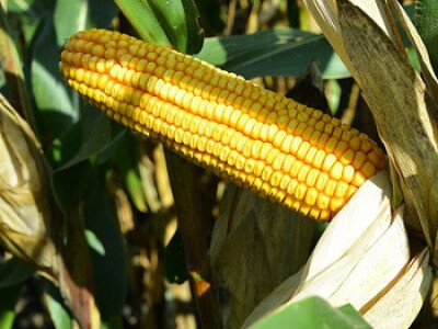 DKC5031 hibrid kukuruza