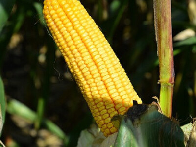 DKC5830 hibrid kukuruza