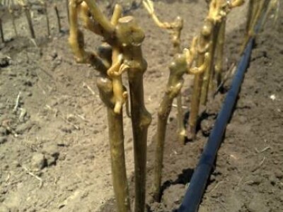 KVALITETNE SERTIFIKOVANE VOĆNE I LOZNE SADNICE