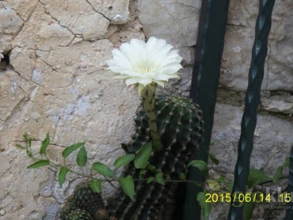 prodaja polj. zemljišta